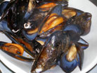 Cozze